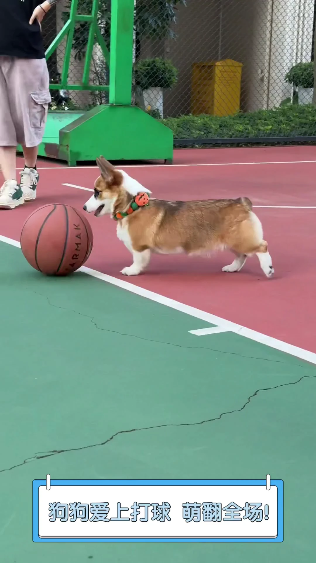 训练篮球学长狗